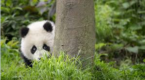 Schüchterner Panda als Symbol vom WWF